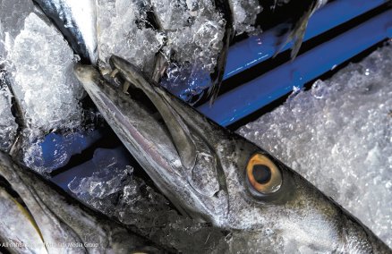 fish.jpg