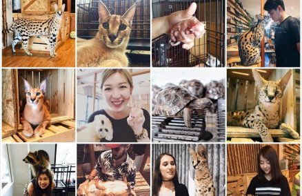 animals3.jpg