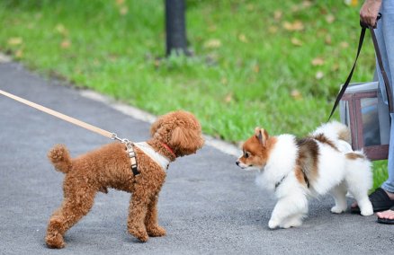 Photo: Dogs at Benjakitti / Coconuts Bangkok