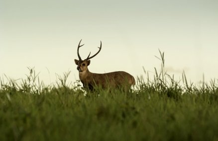 Phu Khieo Wildlife Sanctuary by Nitipol Temprim