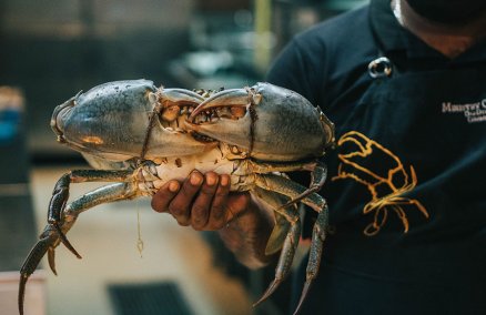 Sri Lankan Crabzilla
