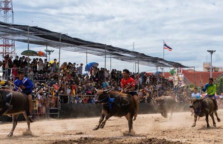 Photos: Chonburi Buffalo Racing Festival / BK Magazine, Tyler Roney