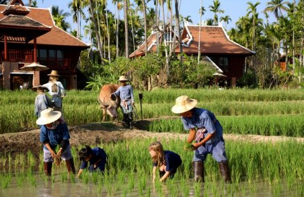 Rice planting 