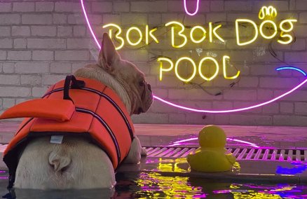 Image: BokBokDog Club