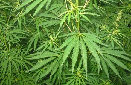 Cannabis sativa. Credit: Bogdan/Wikimedia commons