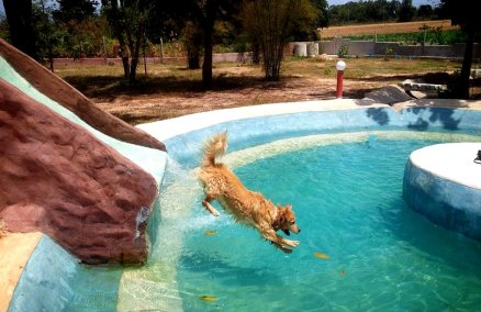 Dog pool