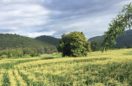 Ori9in is helping to establish a more sustainable farming system in Thailand