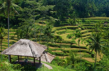 Tegallalang Rice Terraces. Credit: Peter Nijenhuis.