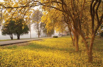 Singha Park