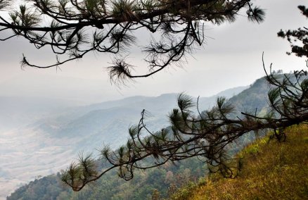 Pine trees at Phu Ruea
