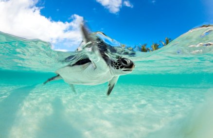 Wild sea turtle in Thailand 