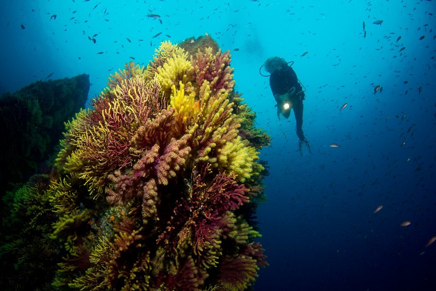 Diving with Stolli's