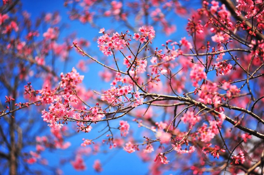 Sakuras in Chiang Mai. Image by Nareerat Klinhom